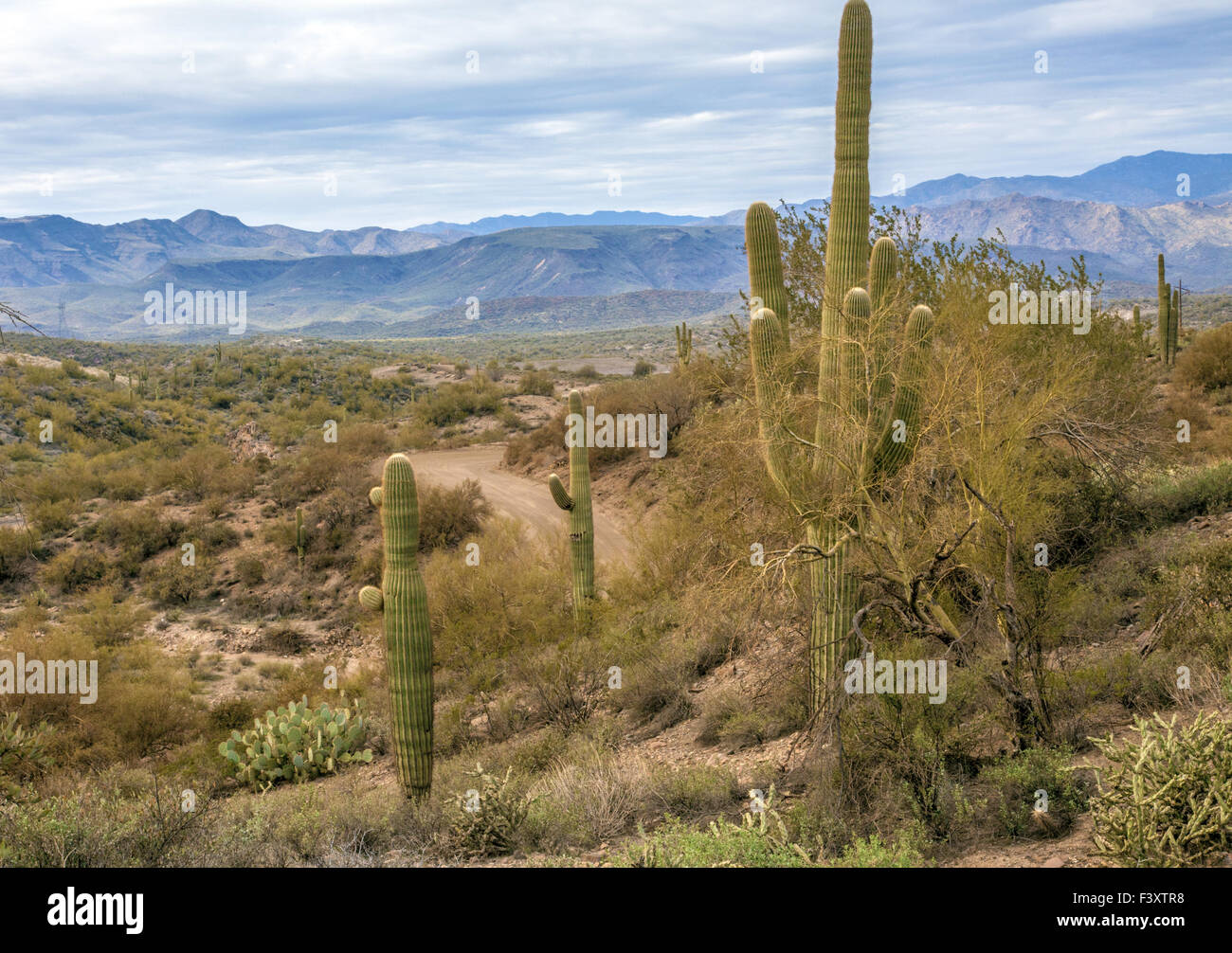 Saguaro-Nationalpark in Arizona Stock Photo