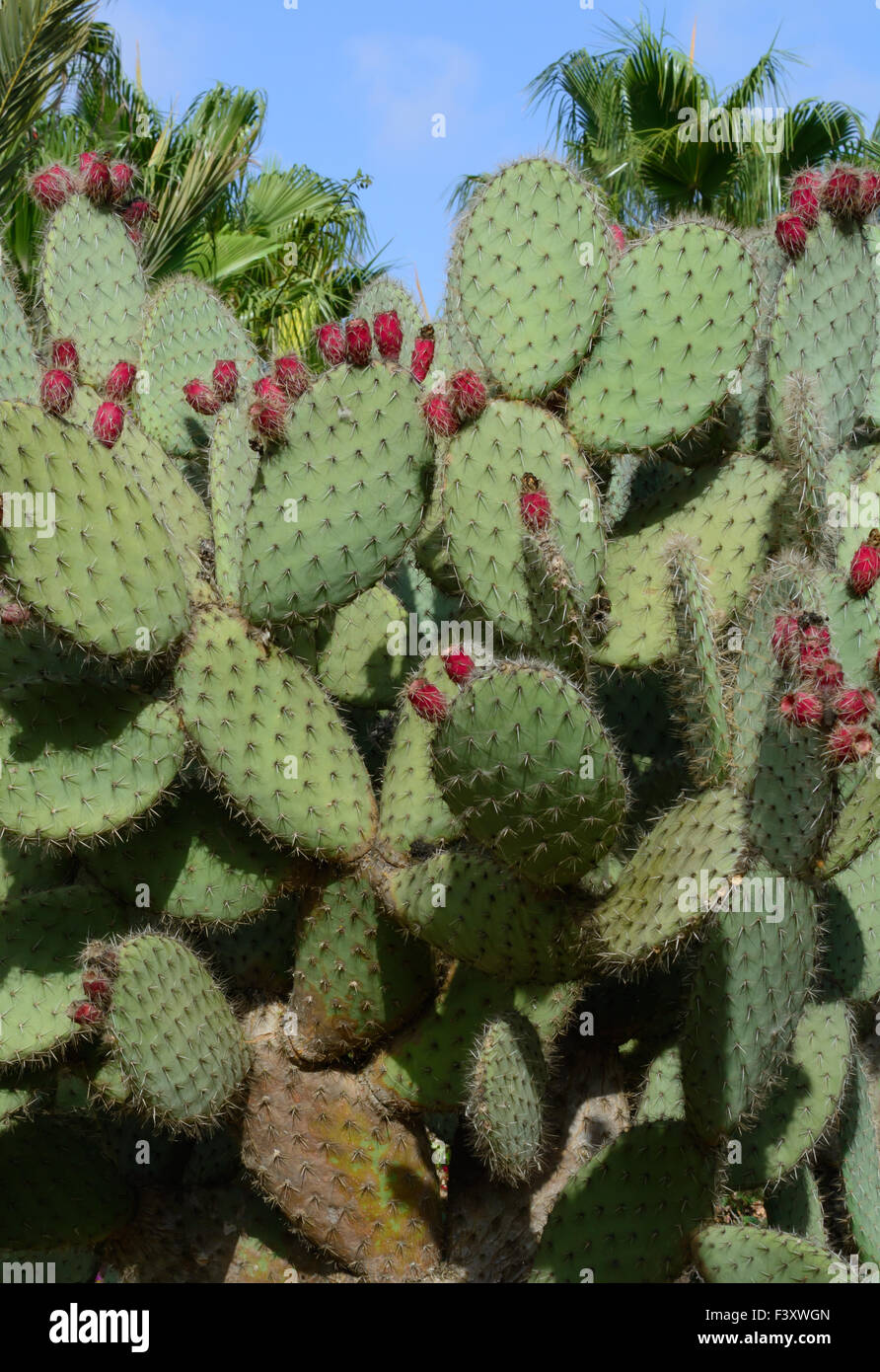 Cacti With Red Berries Stock Photo Alamy