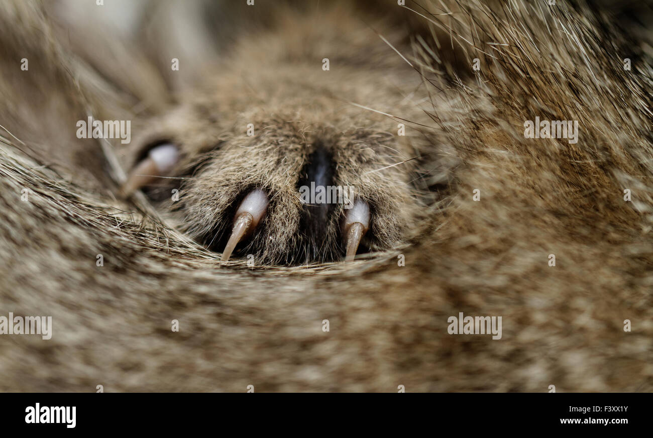 Tabby cat feet closeup Stock Photo Alamy