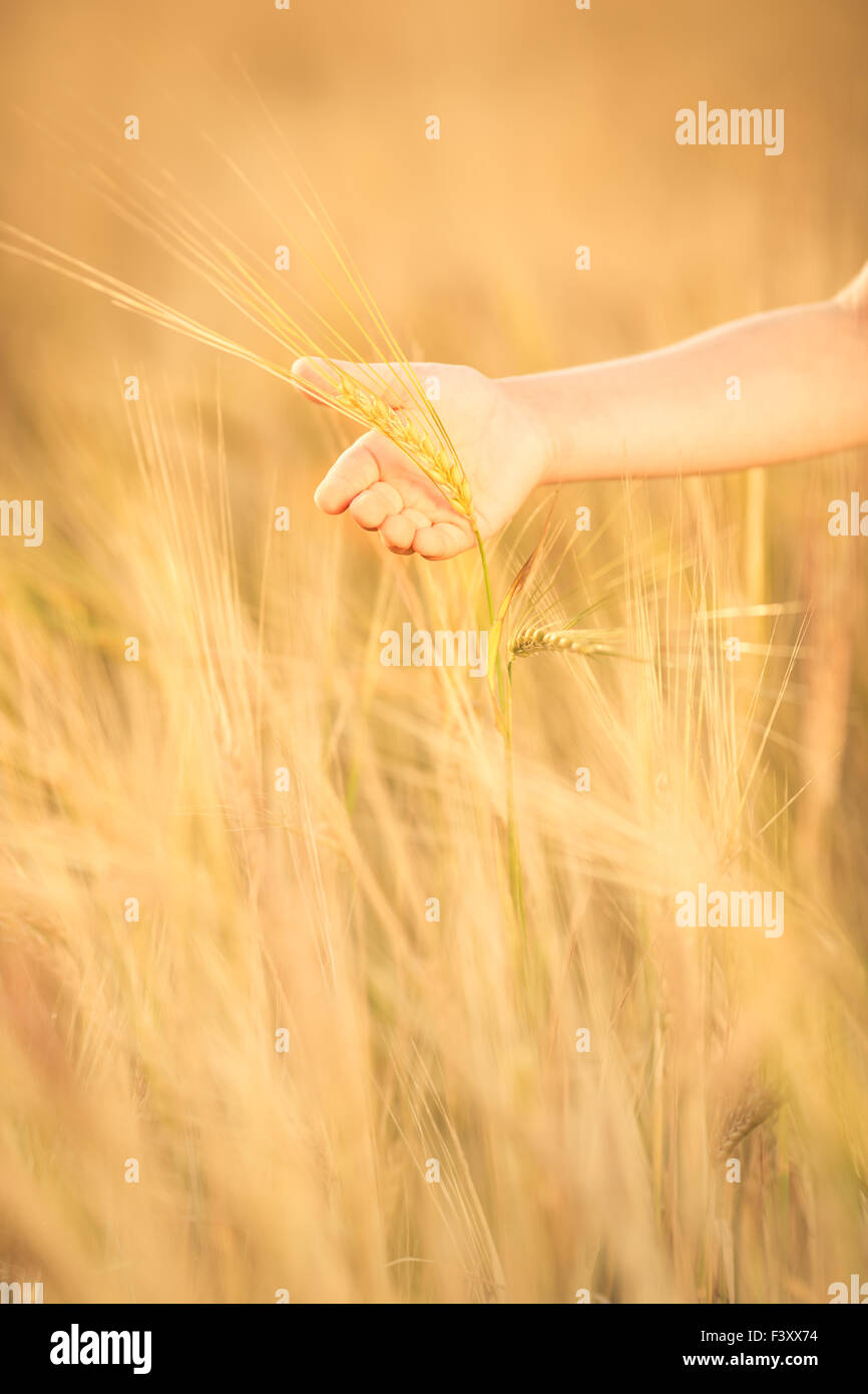 Hand holding wheat in autumn field Stock Photo
