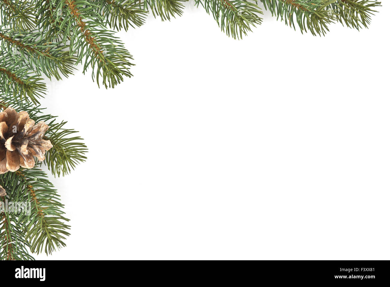 Spruce branches on White Background Stock Photo