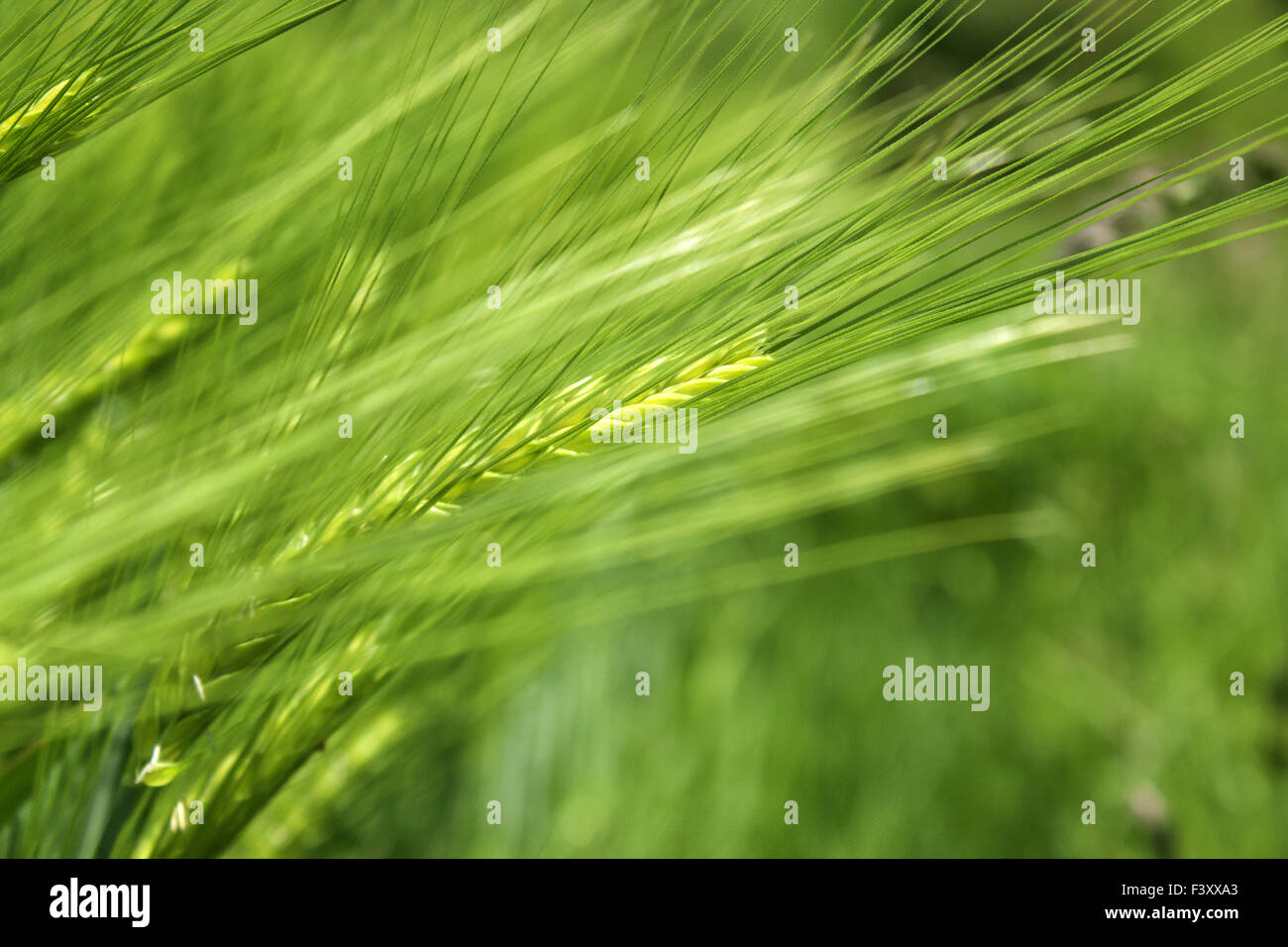 Plant scenics hi-res stock photography and images - Alamy
