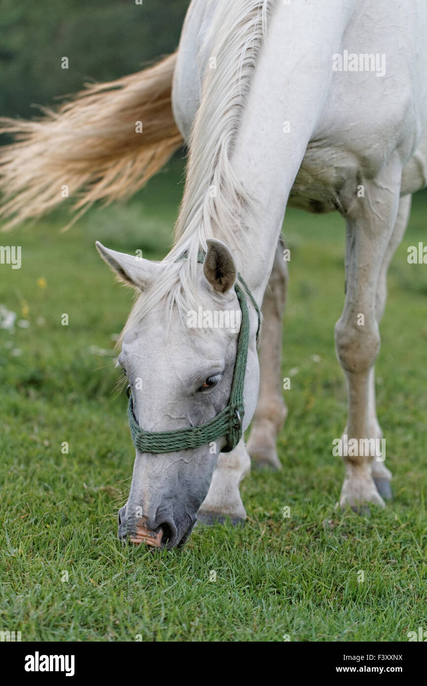 White horse summer hi-res stock photography and images - Alamy