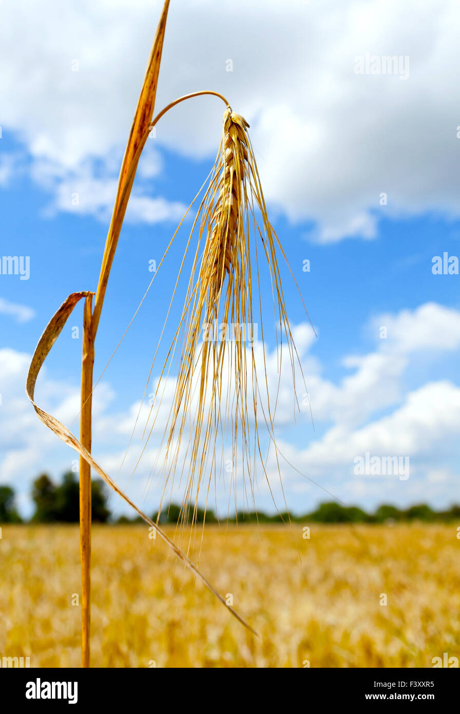 Mature wheat ear against the sky Stock Photo