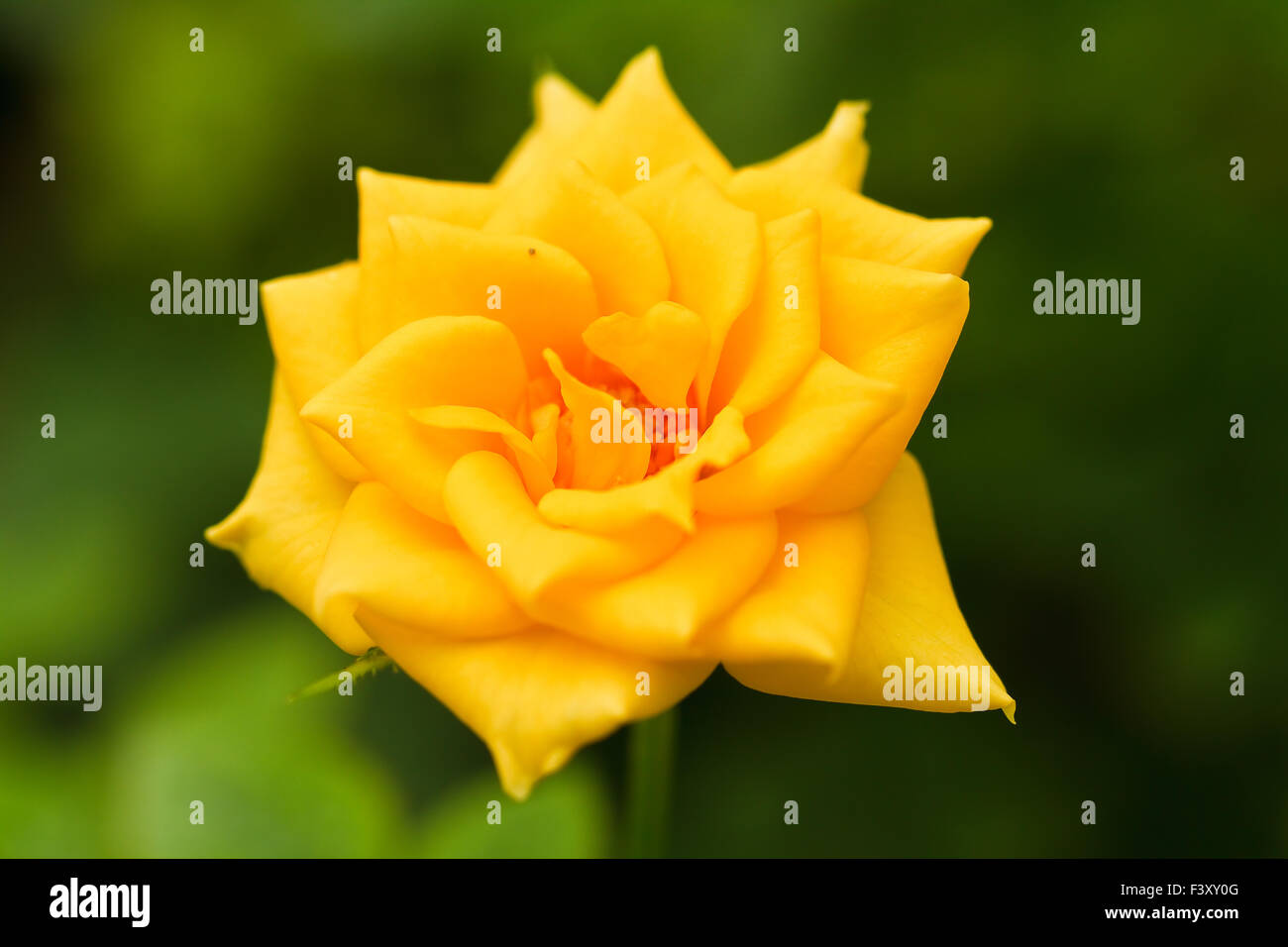 yellow rose flowers Stock Photo Alamy