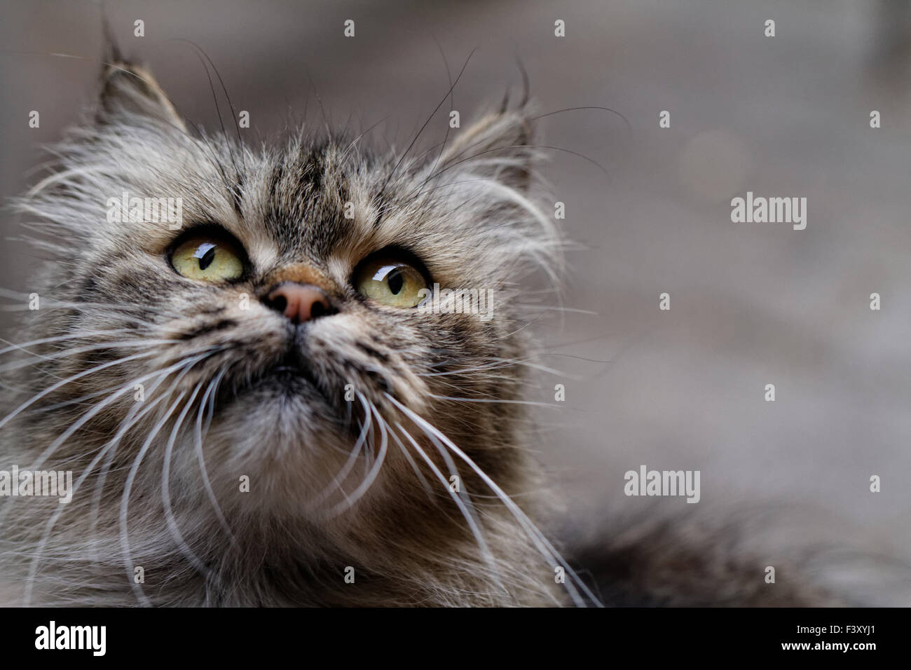 Cat close up photo. Animal portrait Stock Photo