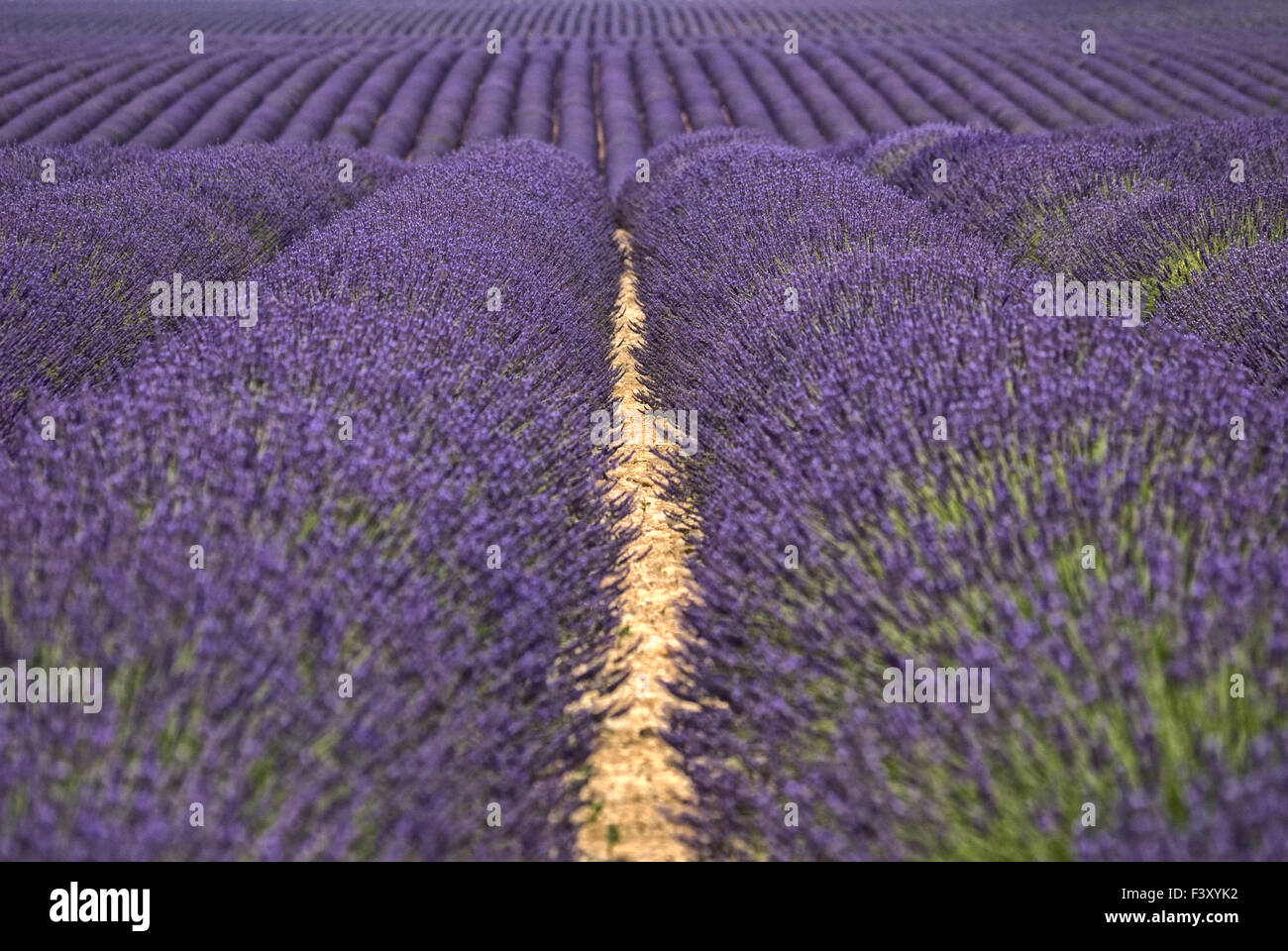 fields of flavour Stock Photo