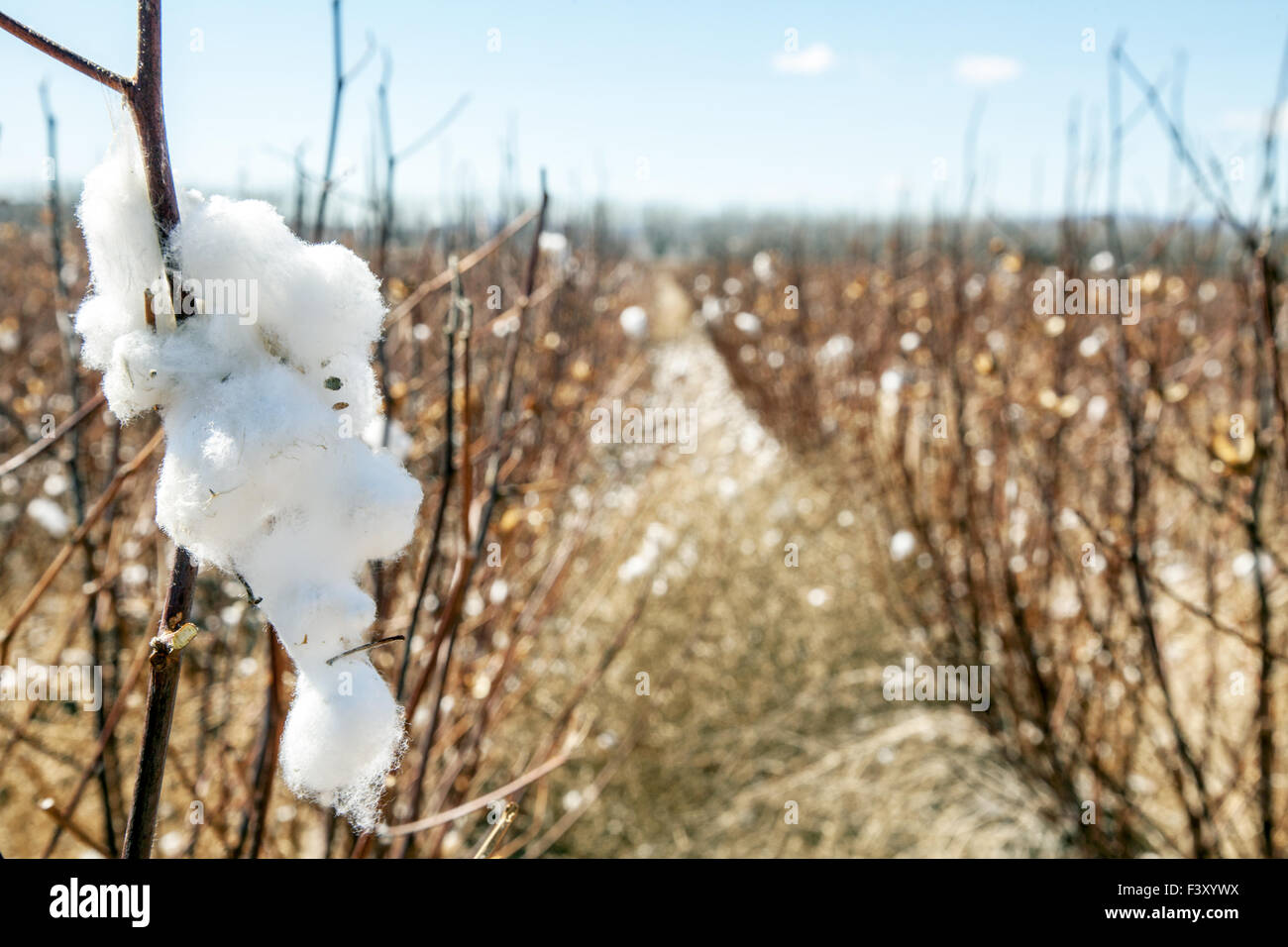 Cotton field in Texas Stock Photo