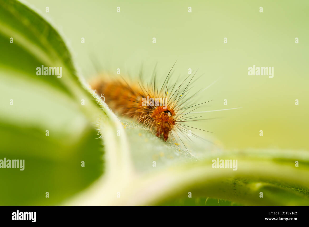 Green Caterpillar Sunflower High Resolution Stock Photography and