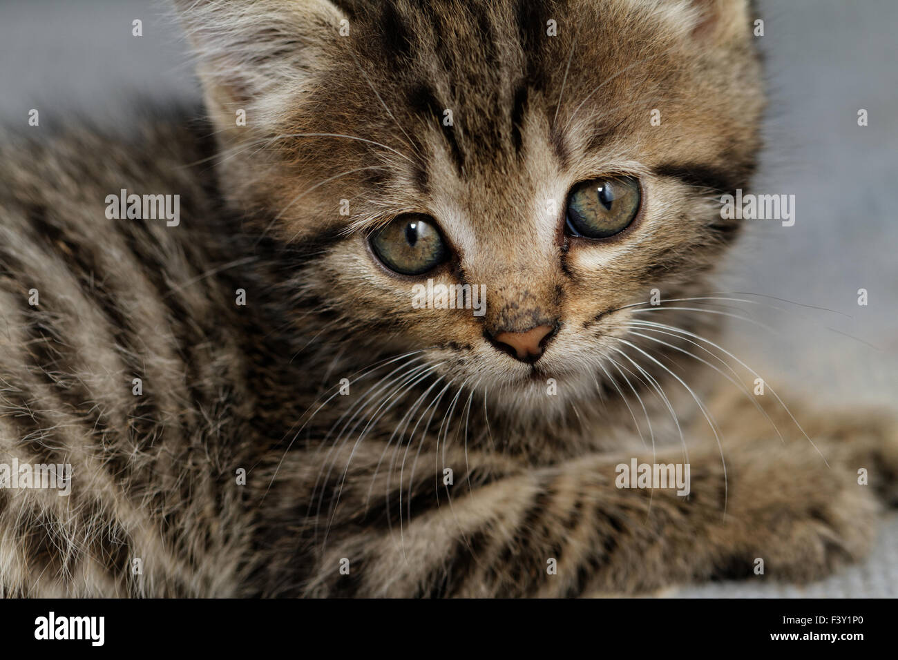 Close-up portrait of tabby house cat Stock Photo - Alamy