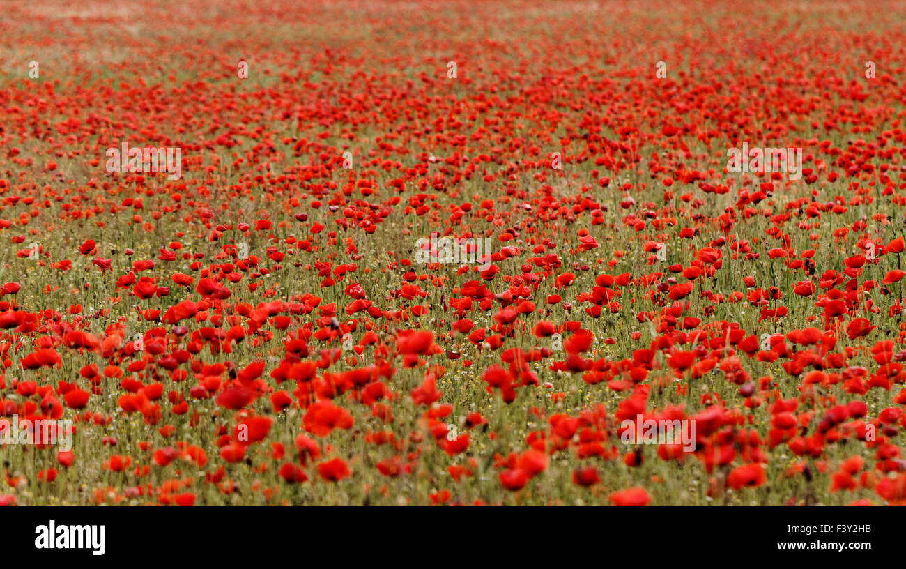 Red poppies in meadow hi-res stock photography and images - Alamy