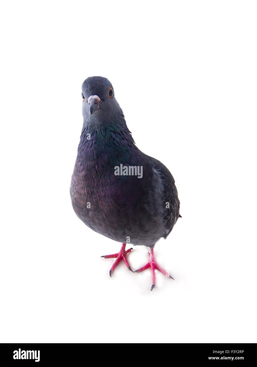 pigeon on a white background Stock Photo