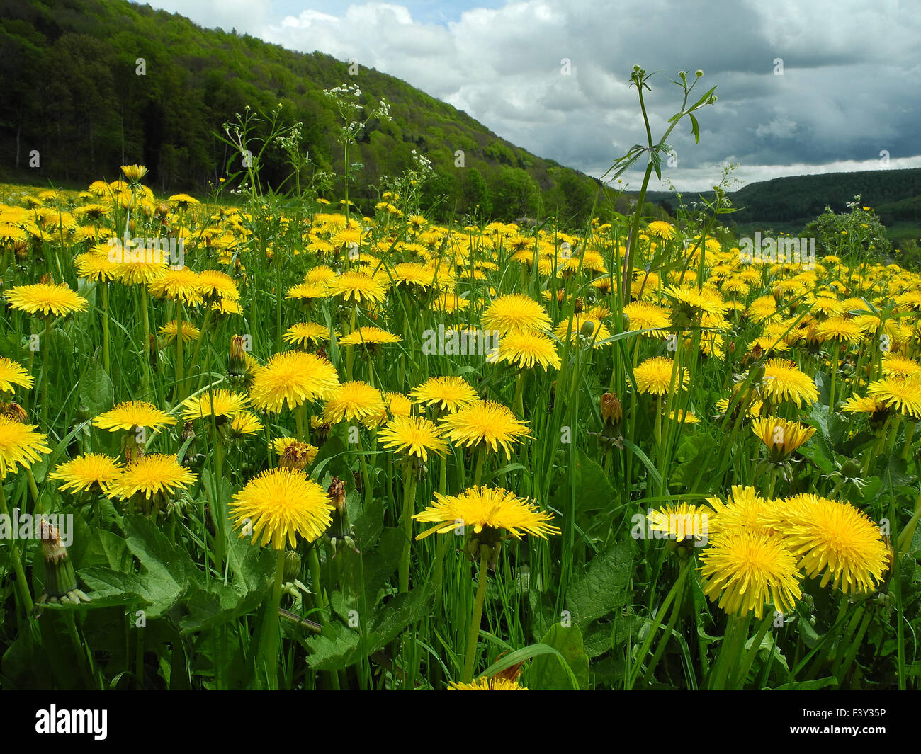 dandelion Stock Photo