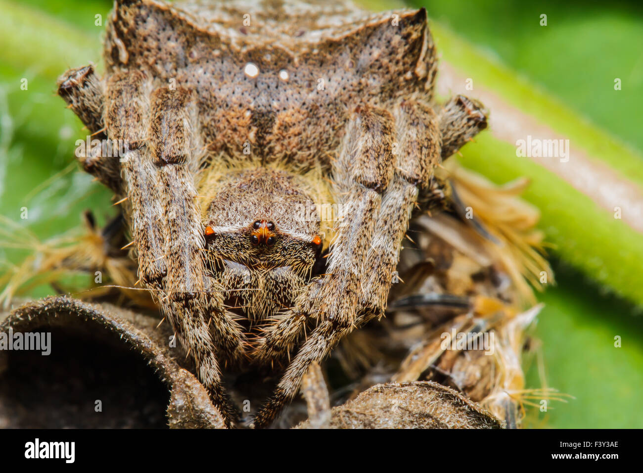 spider close up Stock Photo