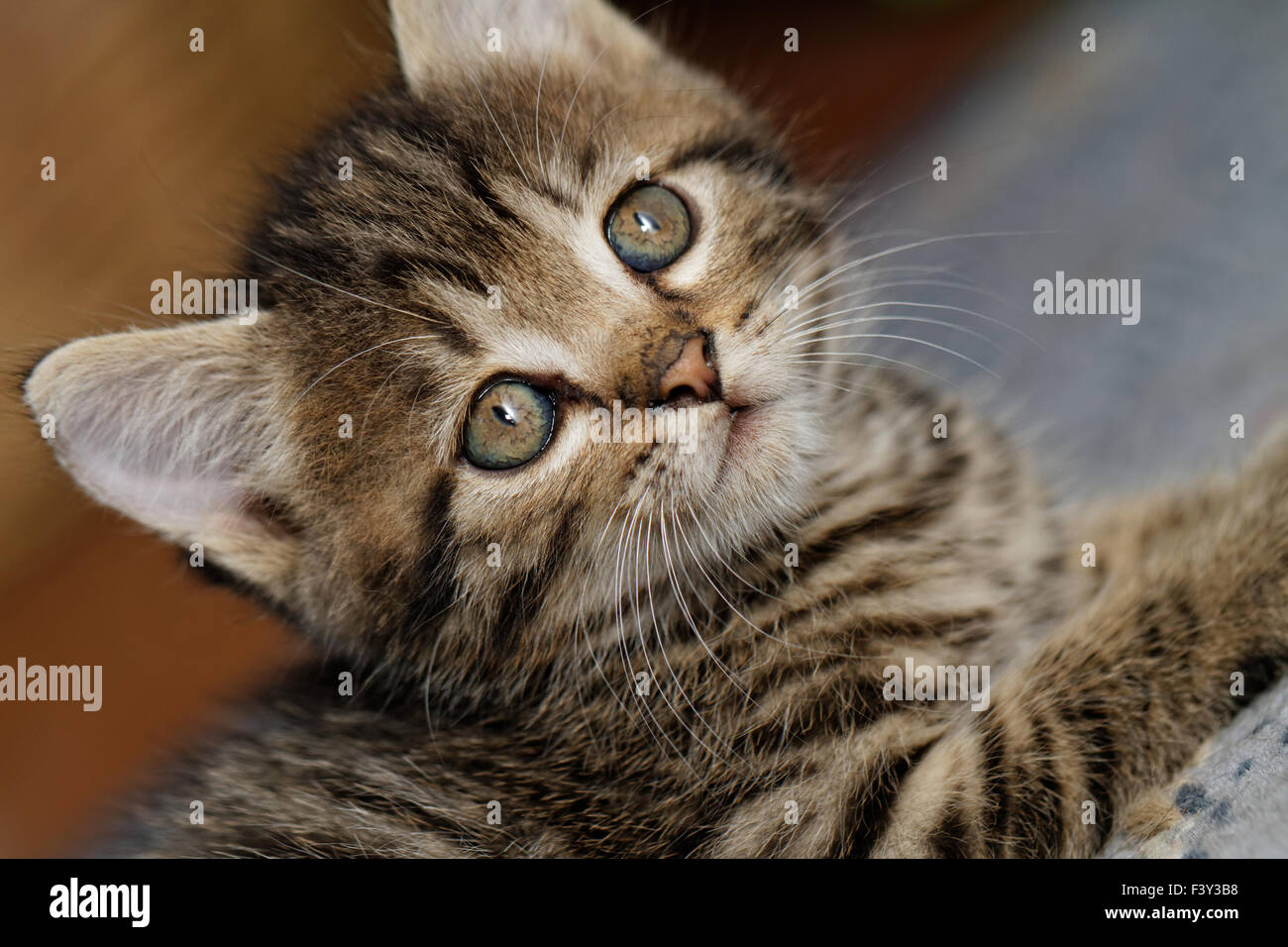 Close-up portrait of tabby house cat Stock Photo - Alamy