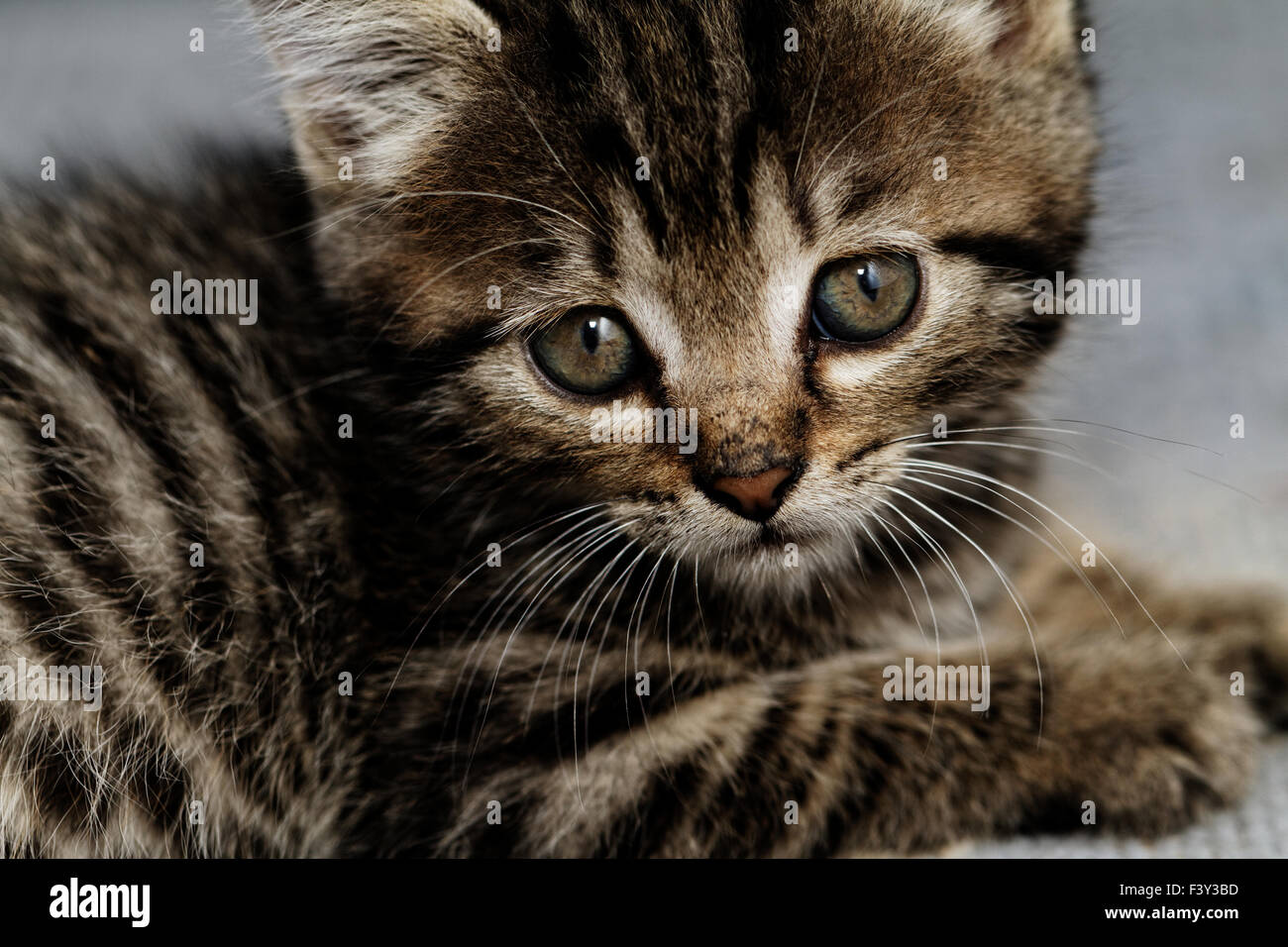 Close-up portrait of tabby house cat Stock Photo - Alamy