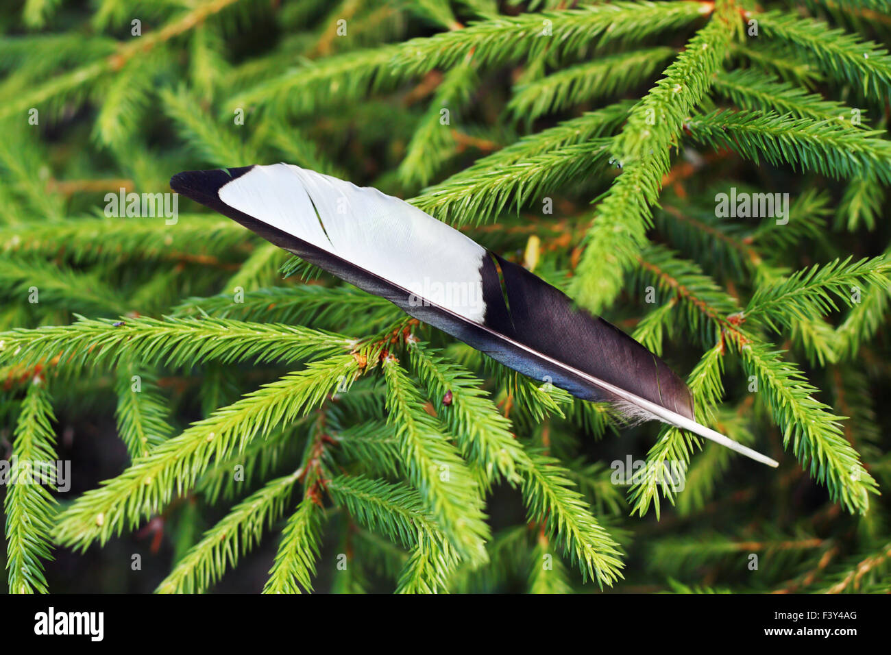 Magpie quill hires stock photography and images Alamy