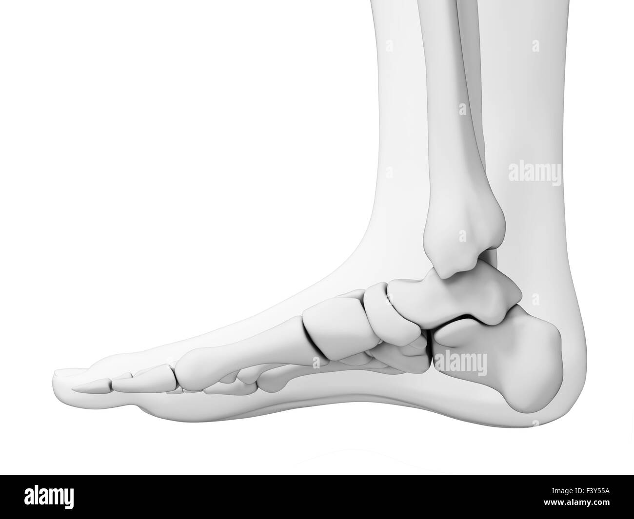 Foot anatomy 3d Cut Out Stock Images & Pictures Alamy