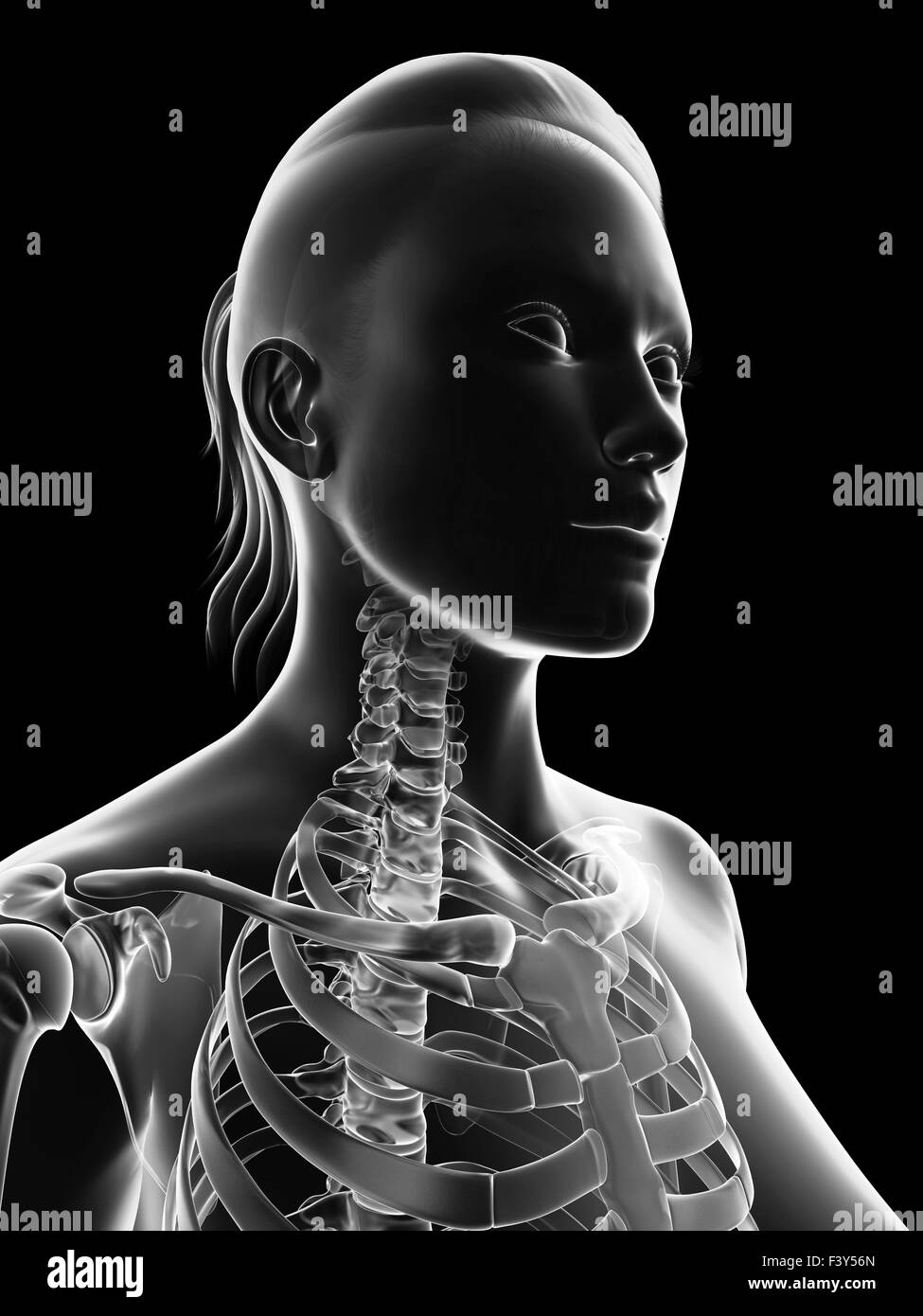 Normal neck bones hires stock photography and images Alamy