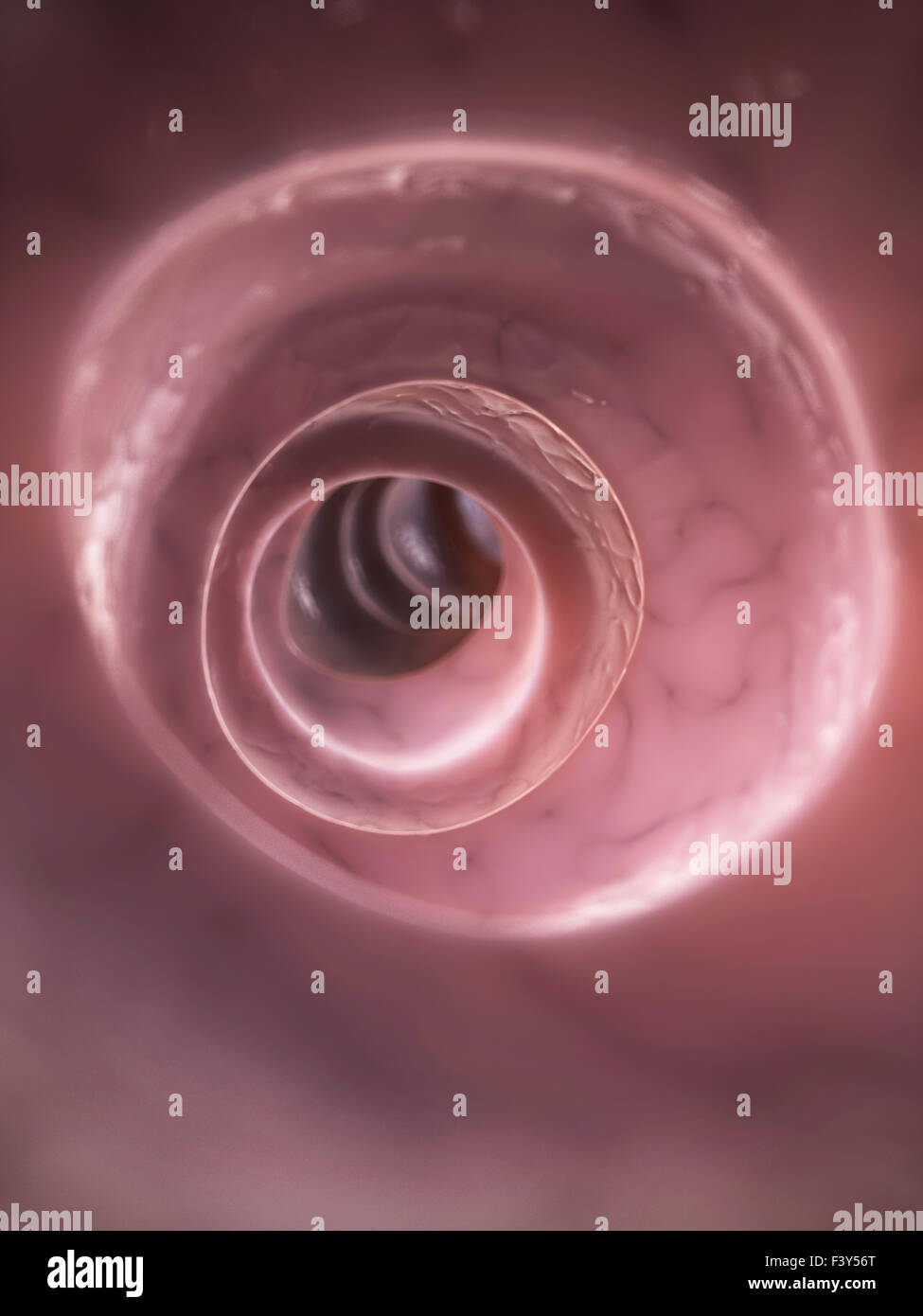 3d rendered illustration of the colon Stock Photo