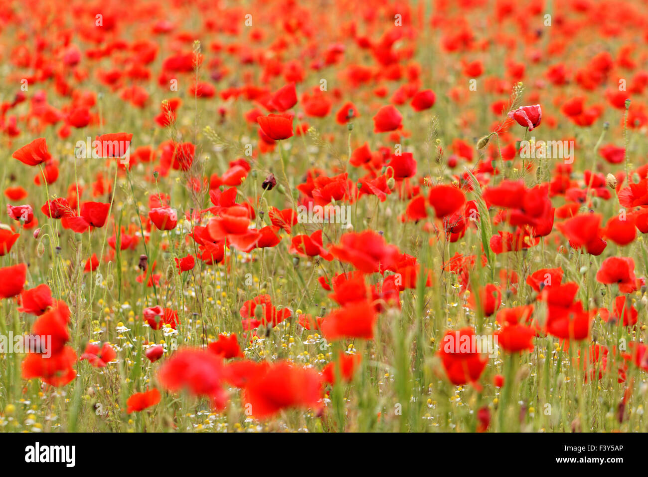 Red poppies in meadow hi-res stock photography and images - Alamy