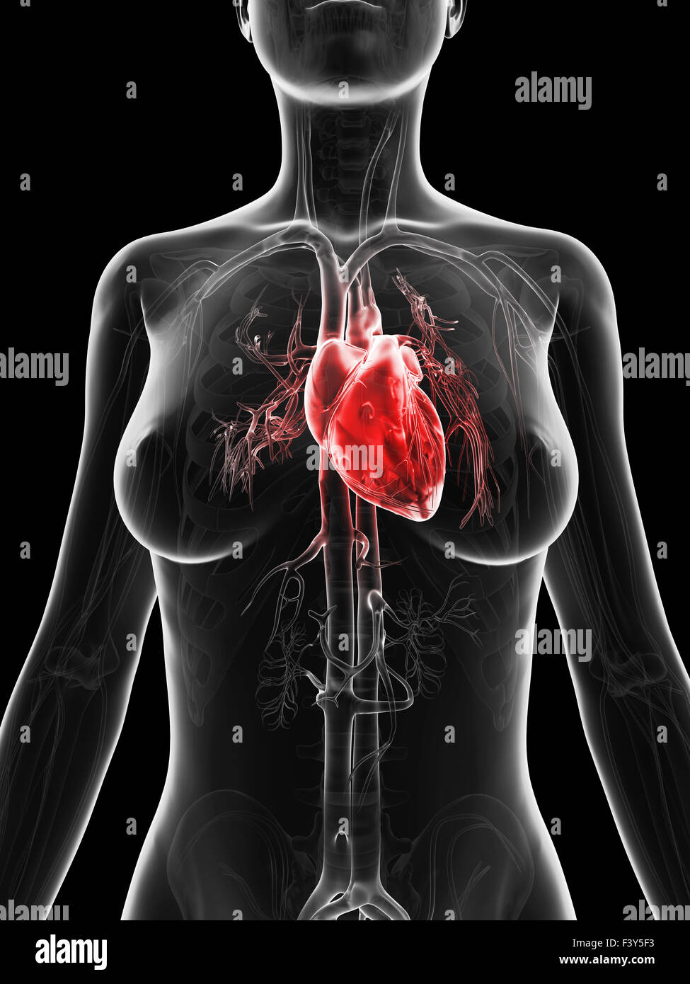 Highlighted human heart woman hi-res stock photography and images ...