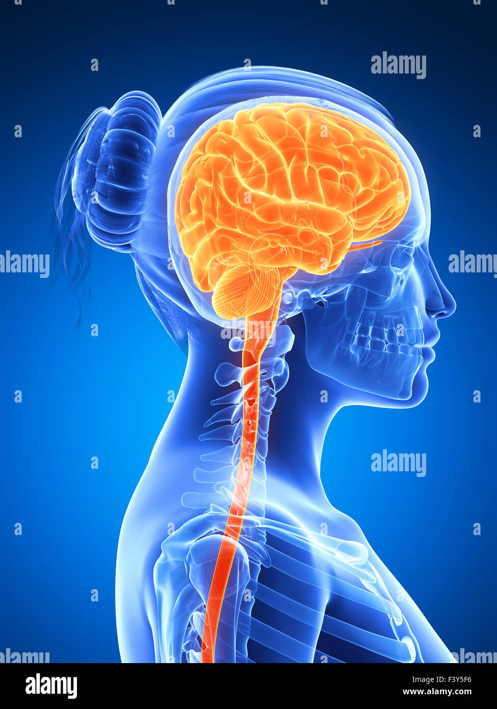 3d rendered illustration - female brain Stock Photo - Alamy