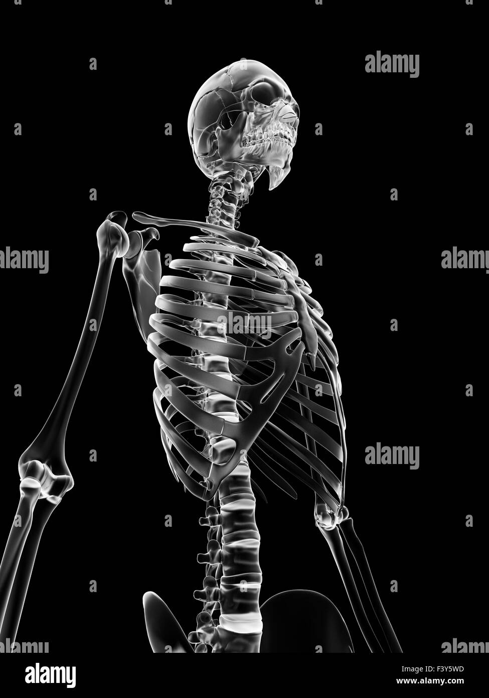 Rib cage and human hires stock photography and images Alamy