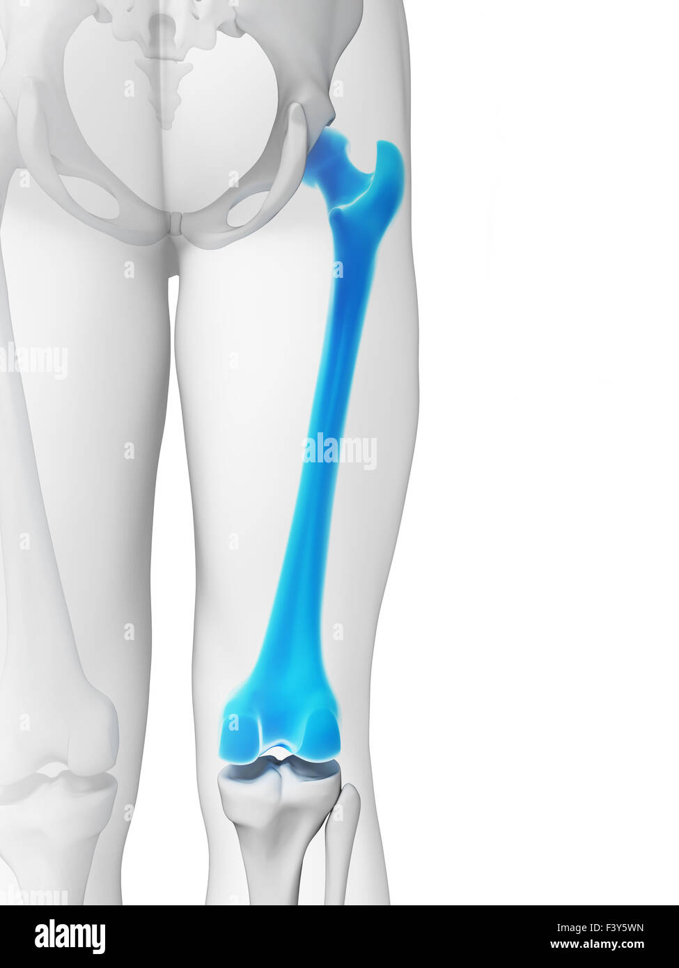 3d rendered illustration - femur bone Stock Photo - Alamy