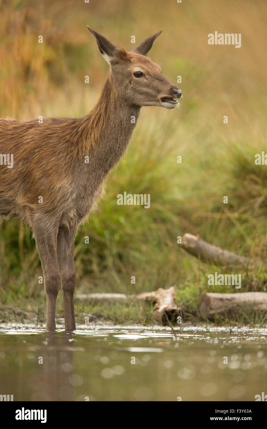 Red deer, Cervus elaphus, during rutting season. Stock Photo