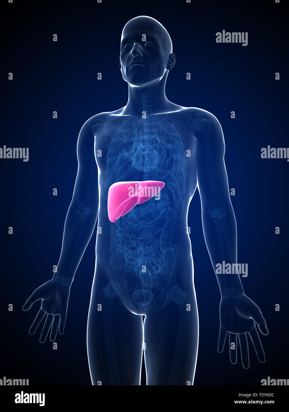 3d rendered illustration of the male liver Stock Photo - Alamy