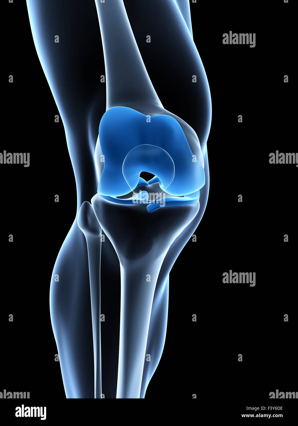 3d rendered illustration knee anatomy Stock Photo Alamy