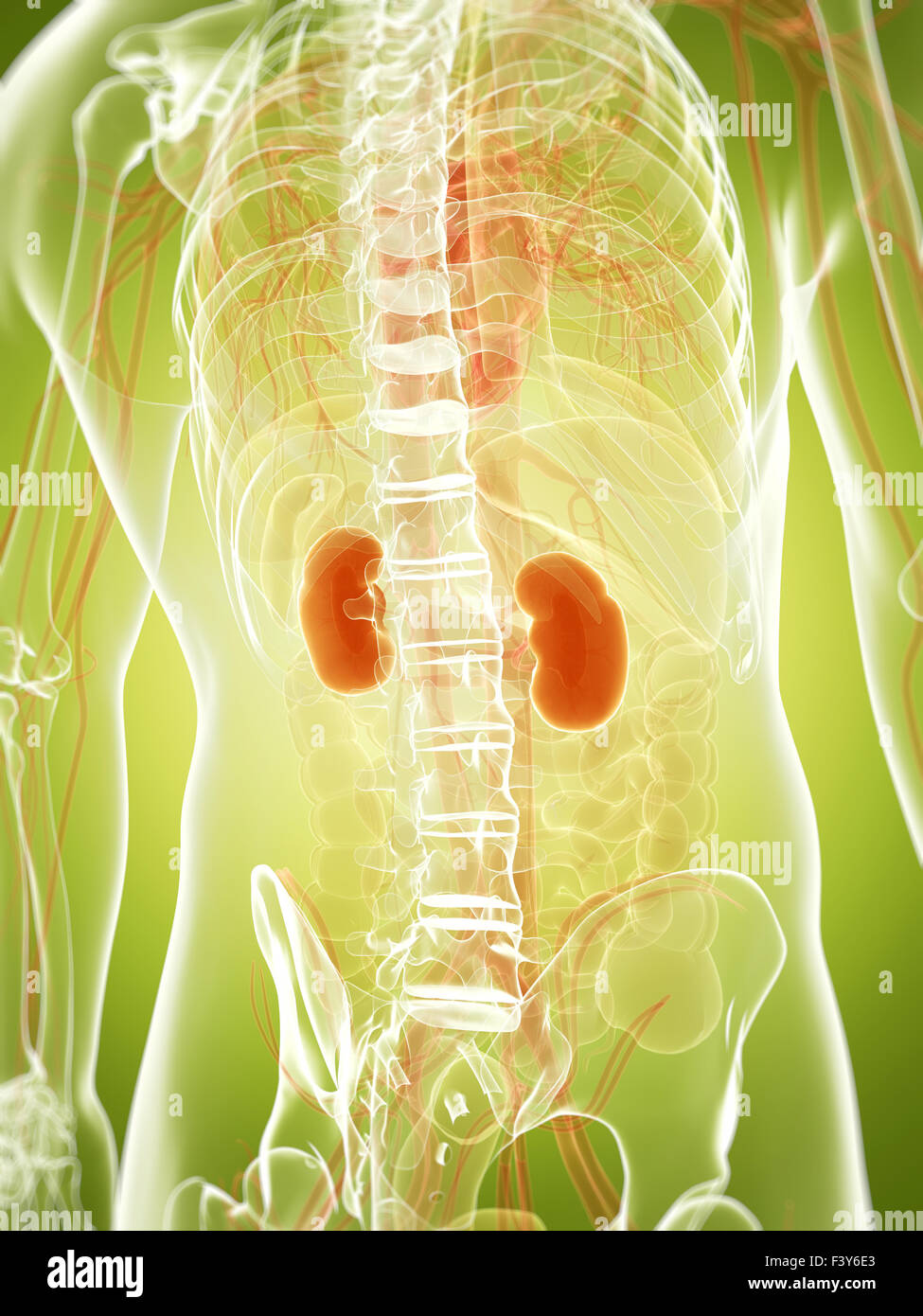 3d rendered illustration of the kidneys Stock Photo - Alamy