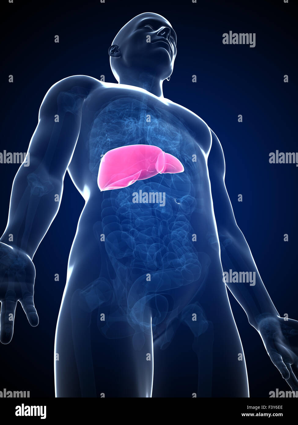 3d rendered illustration of the male liver Stock Photo - Alamy