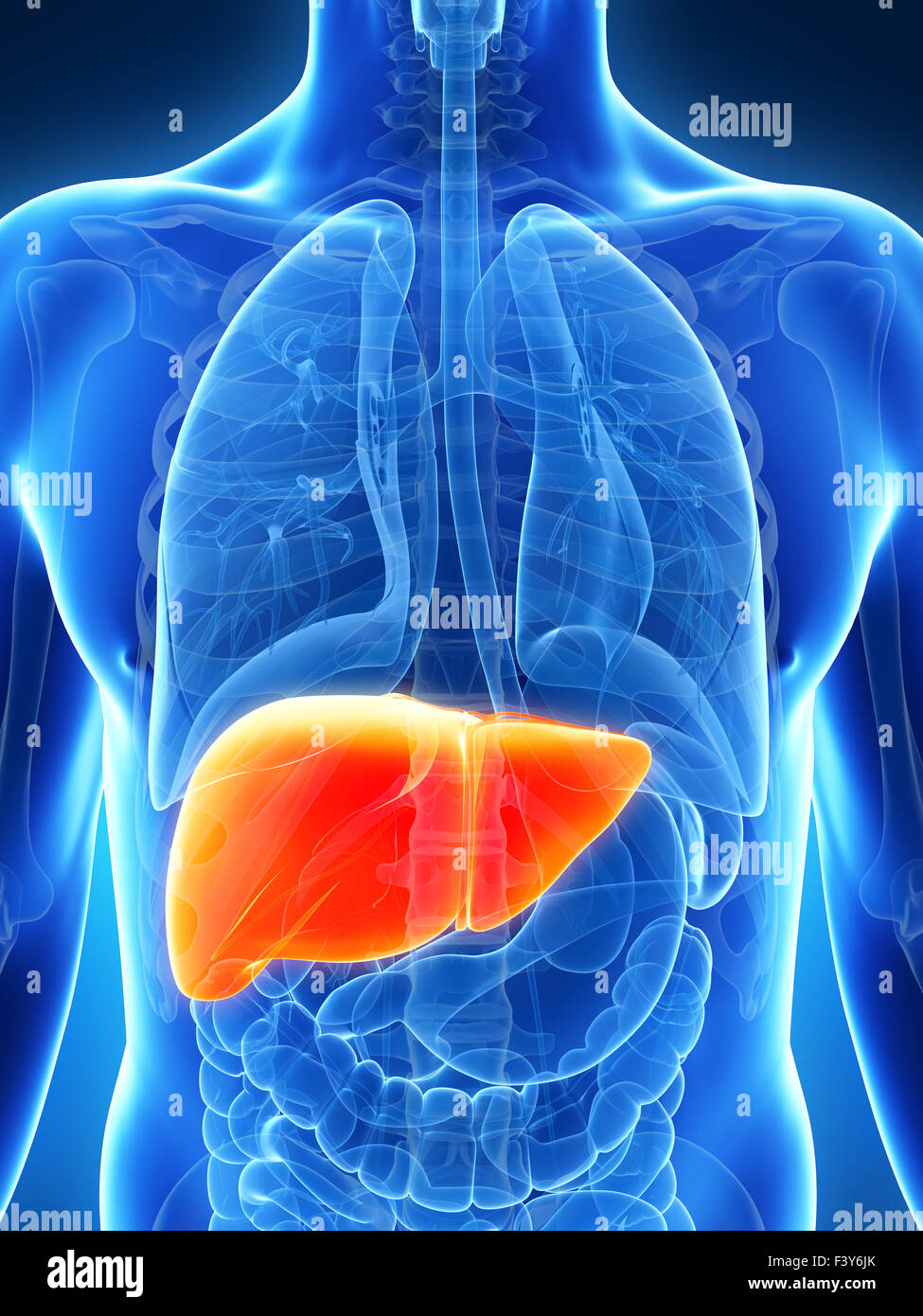 3d rendered illustration of the male liver Stock Photo - Alamy