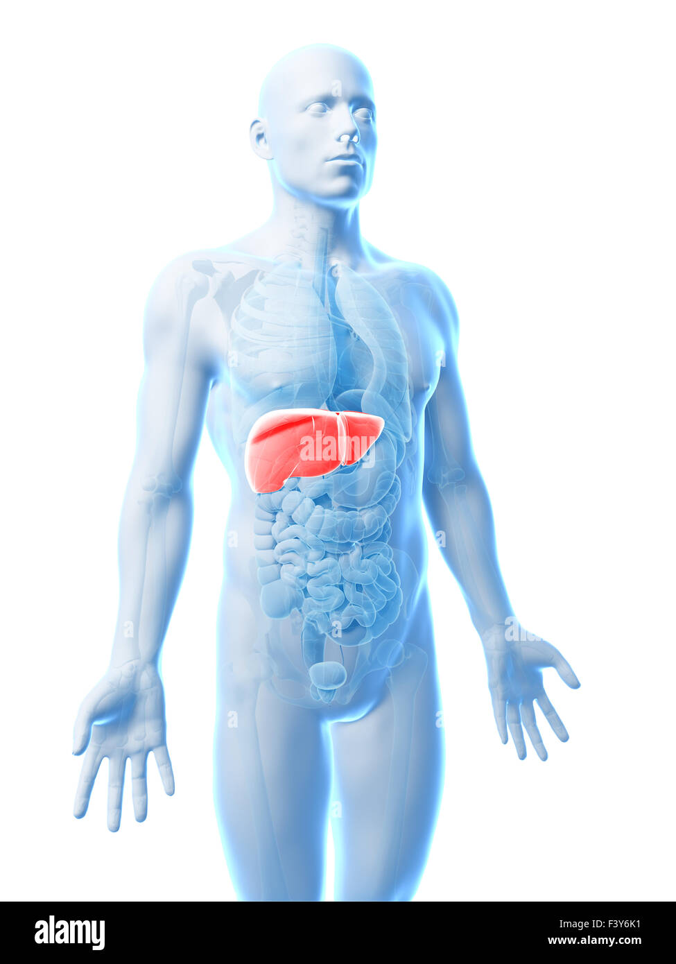 3d rendered illustration of the male liver Stock Photo - Alamy