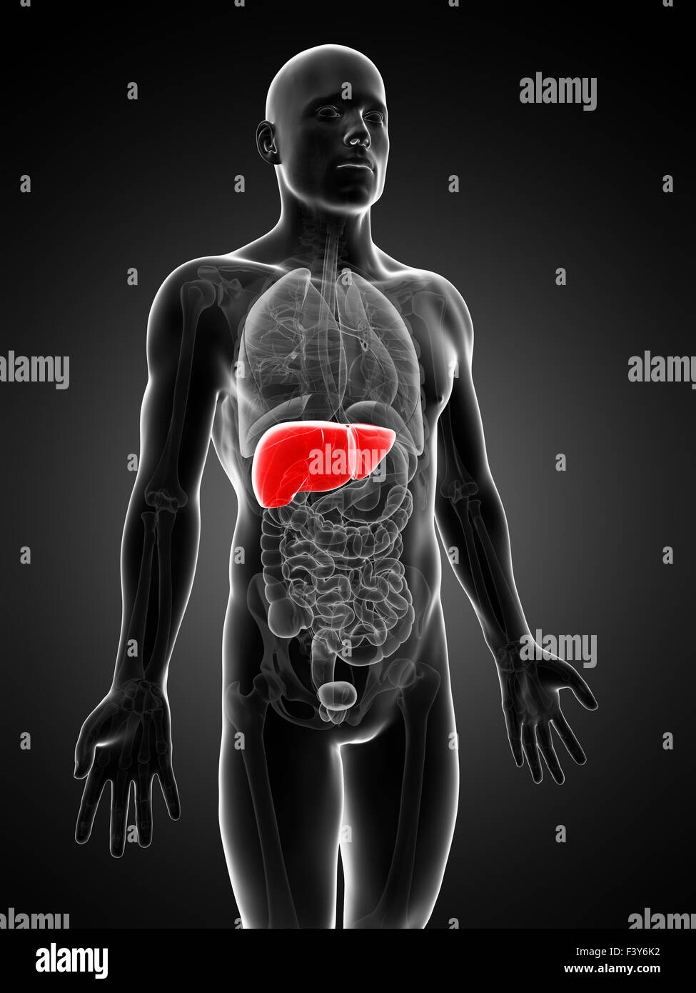 3d rendered illustration of the male liver Stock Photo - Alamy