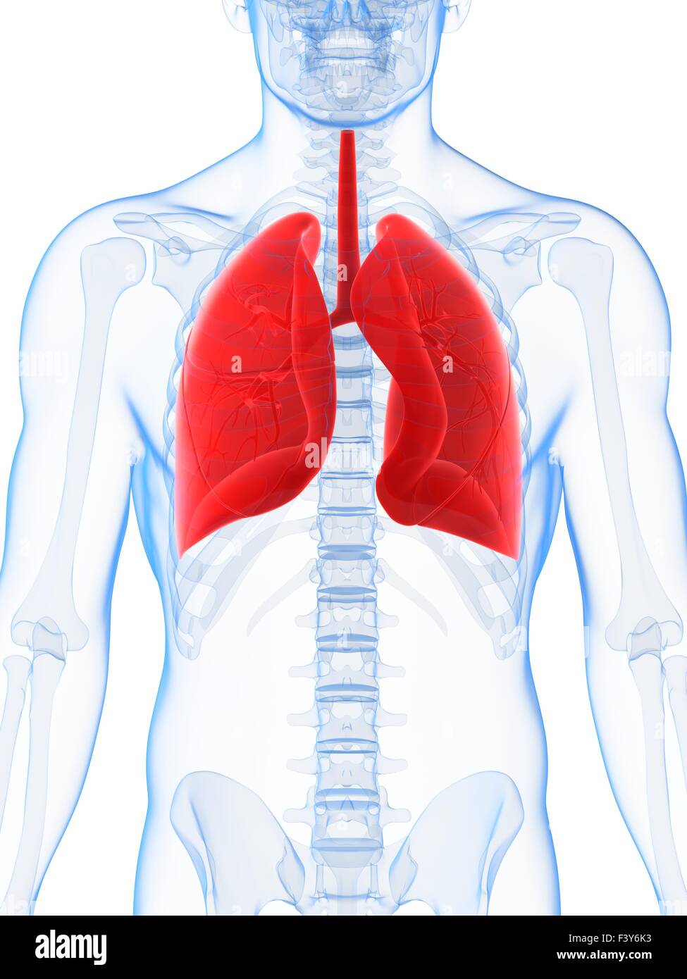 3d rendered illustration of the male lung Stock Photo