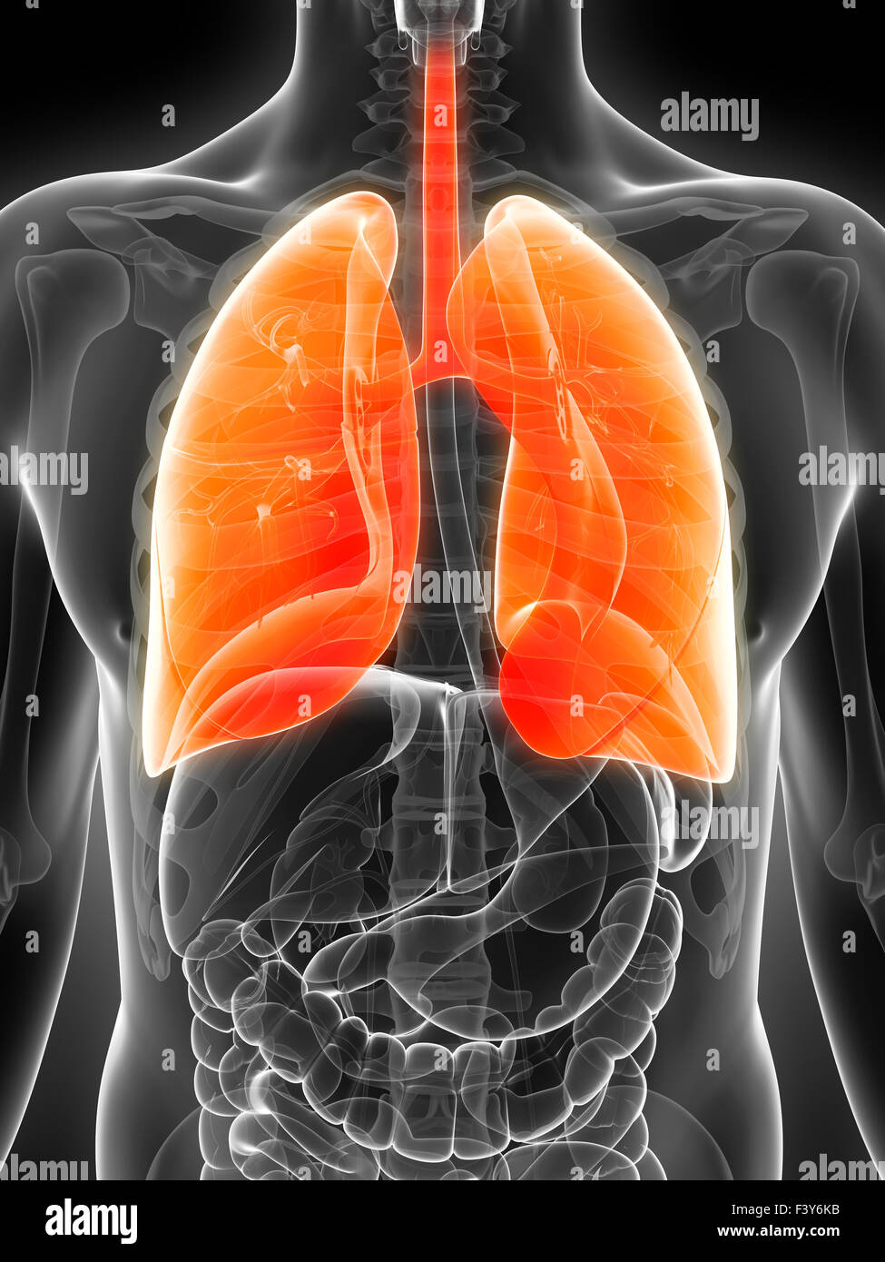 3d rendered illustration of the male lung Stock Photo