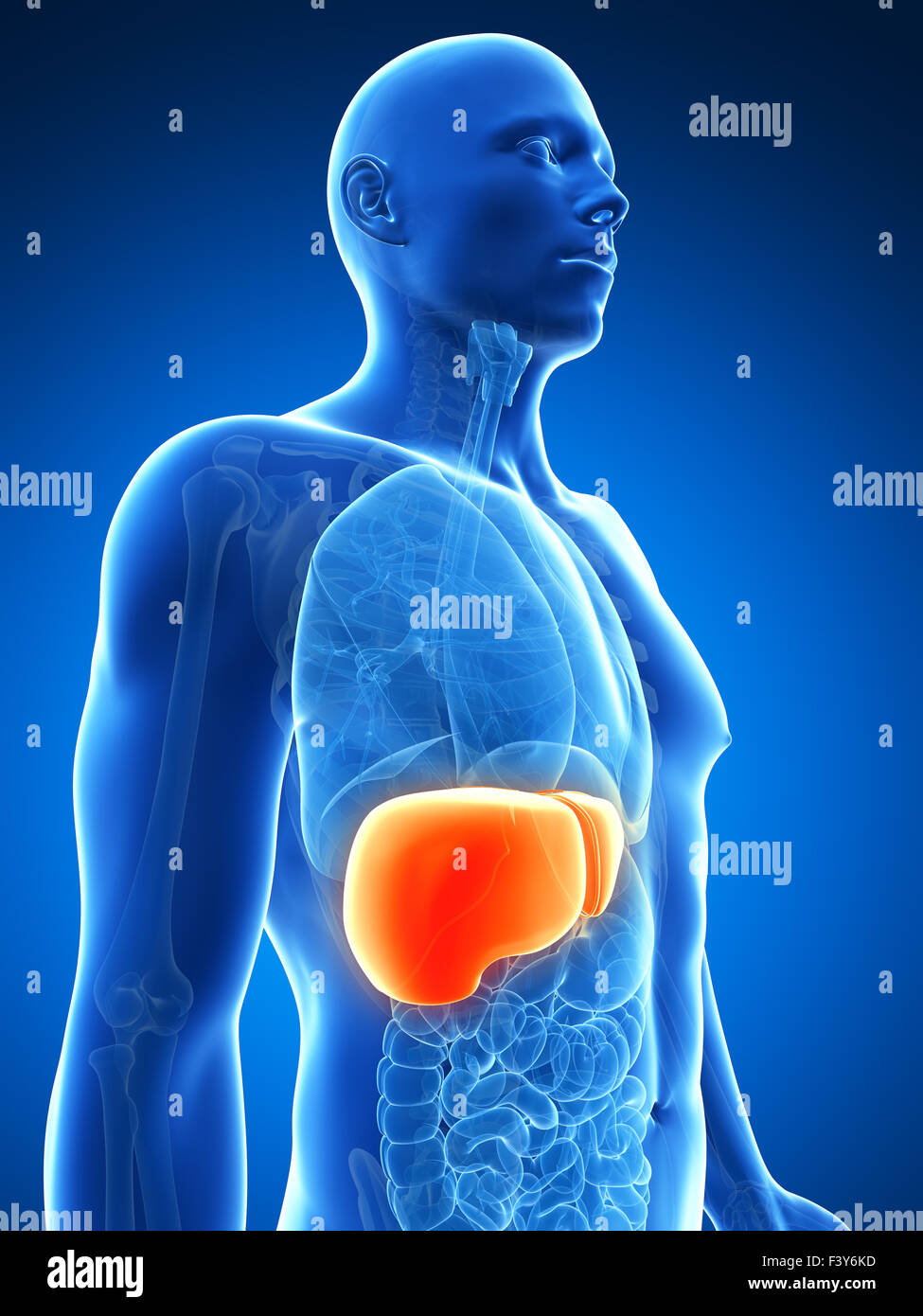 3d rendered illustration of the male liver Stock Photo - Alamy