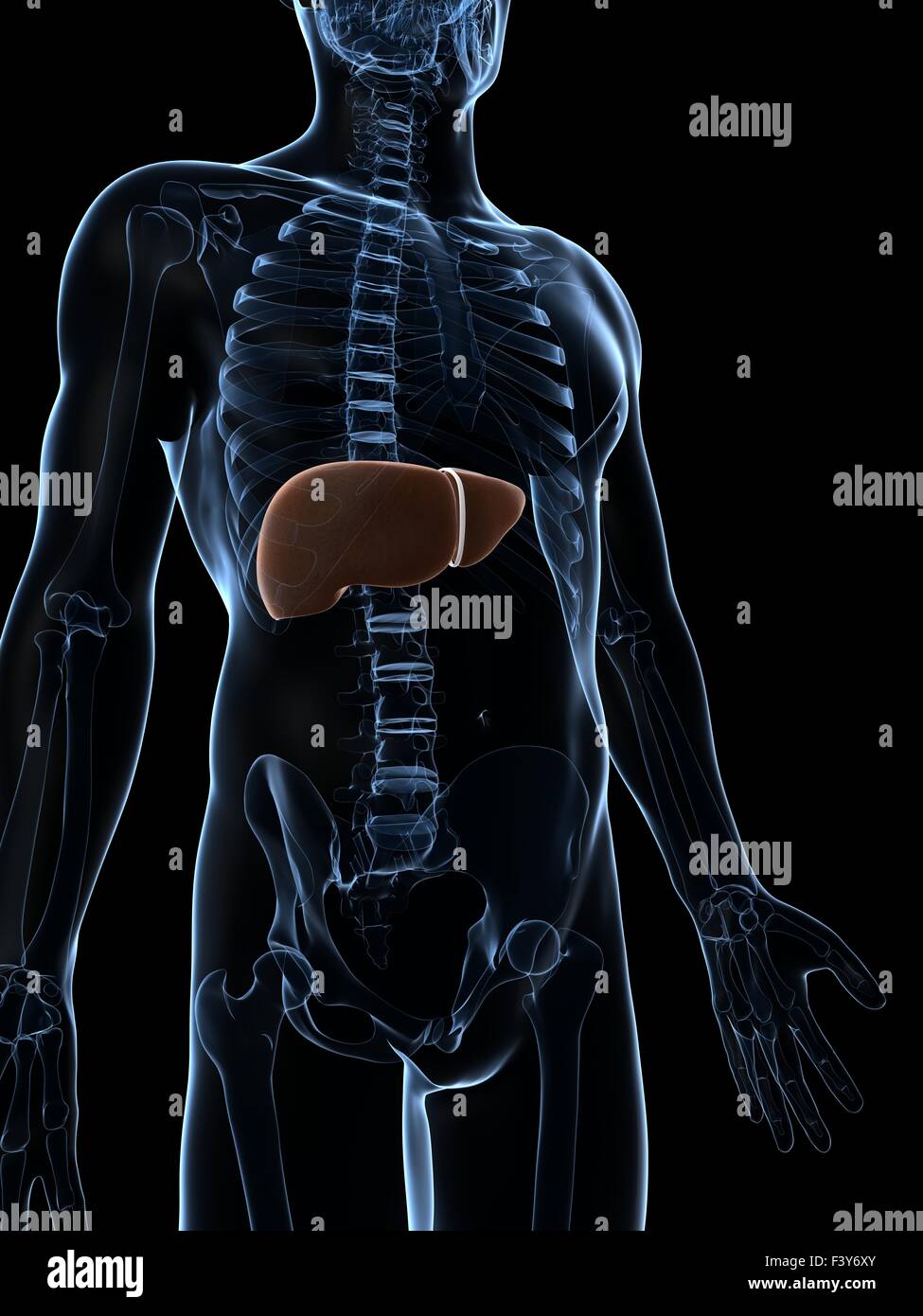 3d rendered illustration of the male liver Stock Photo - Alamy