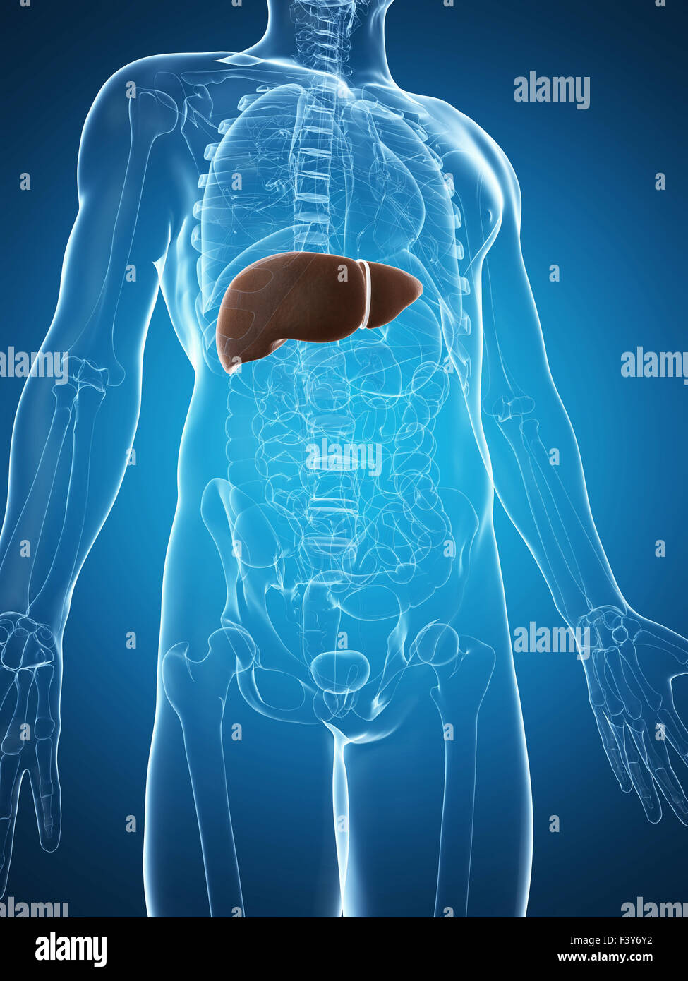 3d rendered illustration of the male liver Stock Photo - Alamy