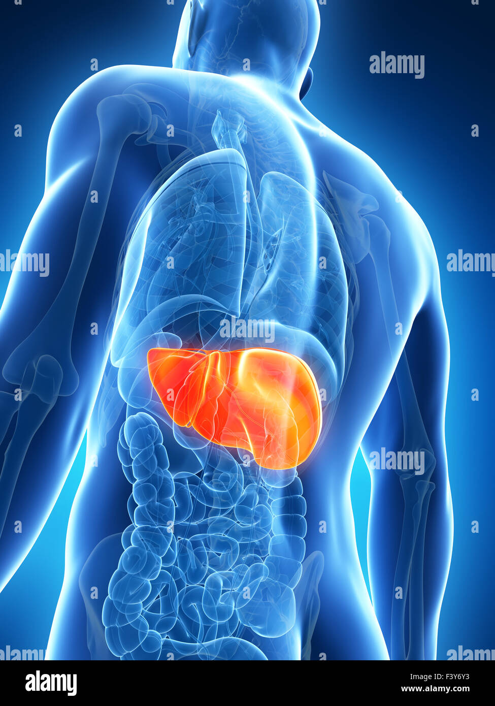 3d rendered illustration of the male liver Stock Photo - Alamy