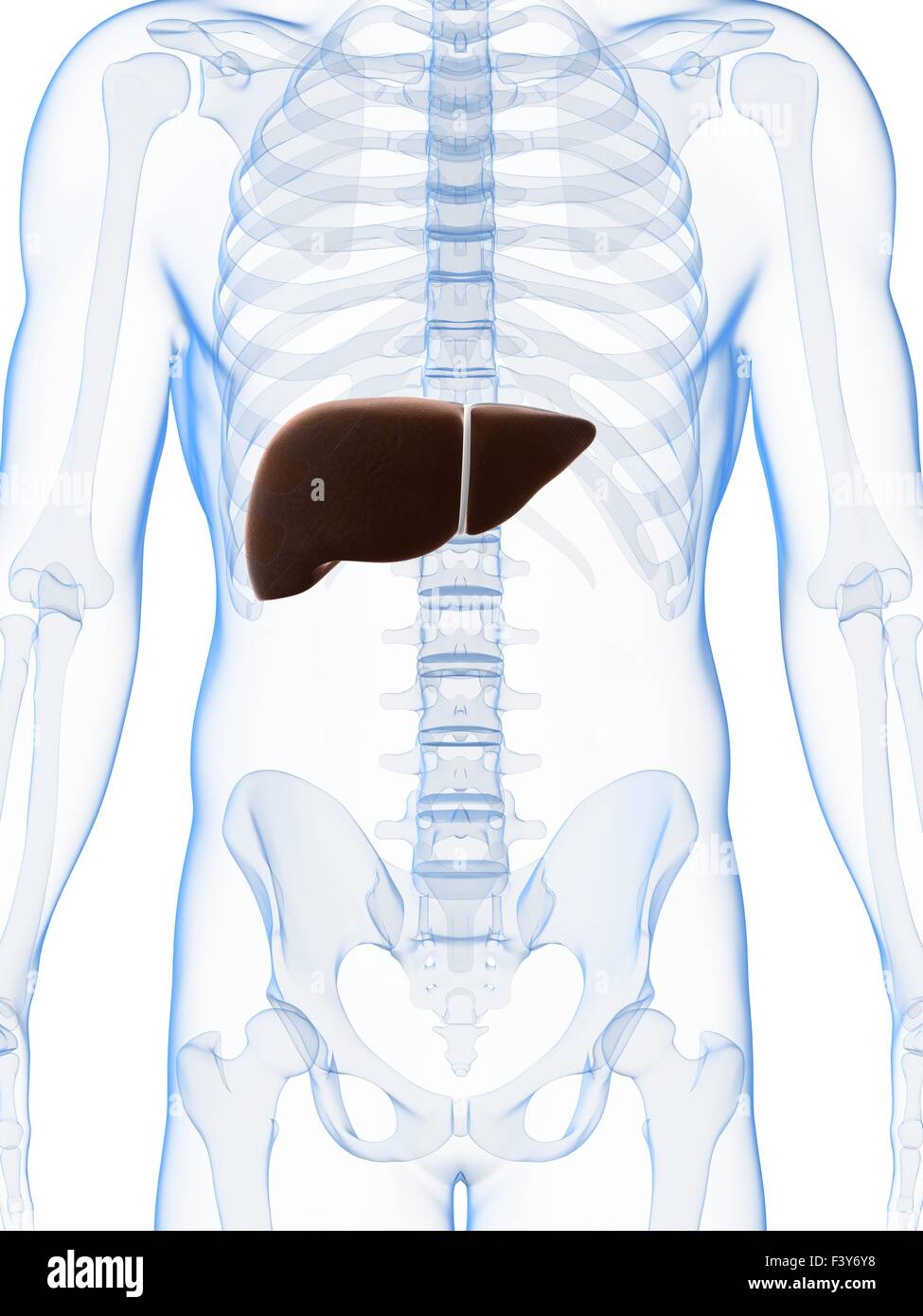 3d rendered illustration of the male liver Stock Photo - Alamy