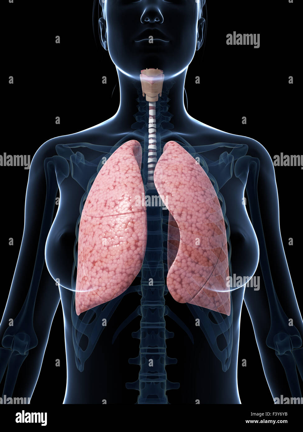 3d rendered illustration of the female lung Stock Photo