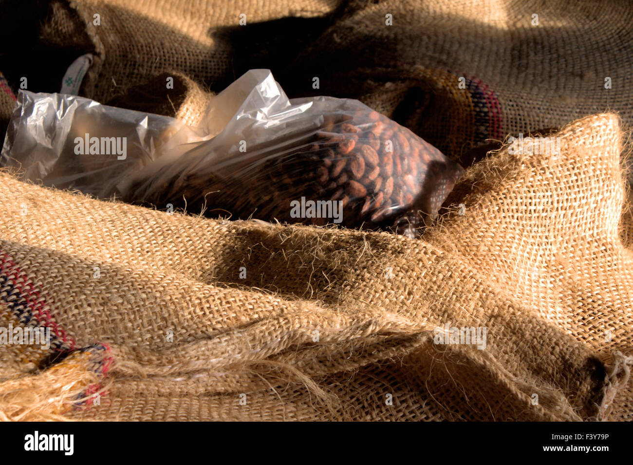 cacao-beans in plastic-bag on hessian-sacks Stock Photo