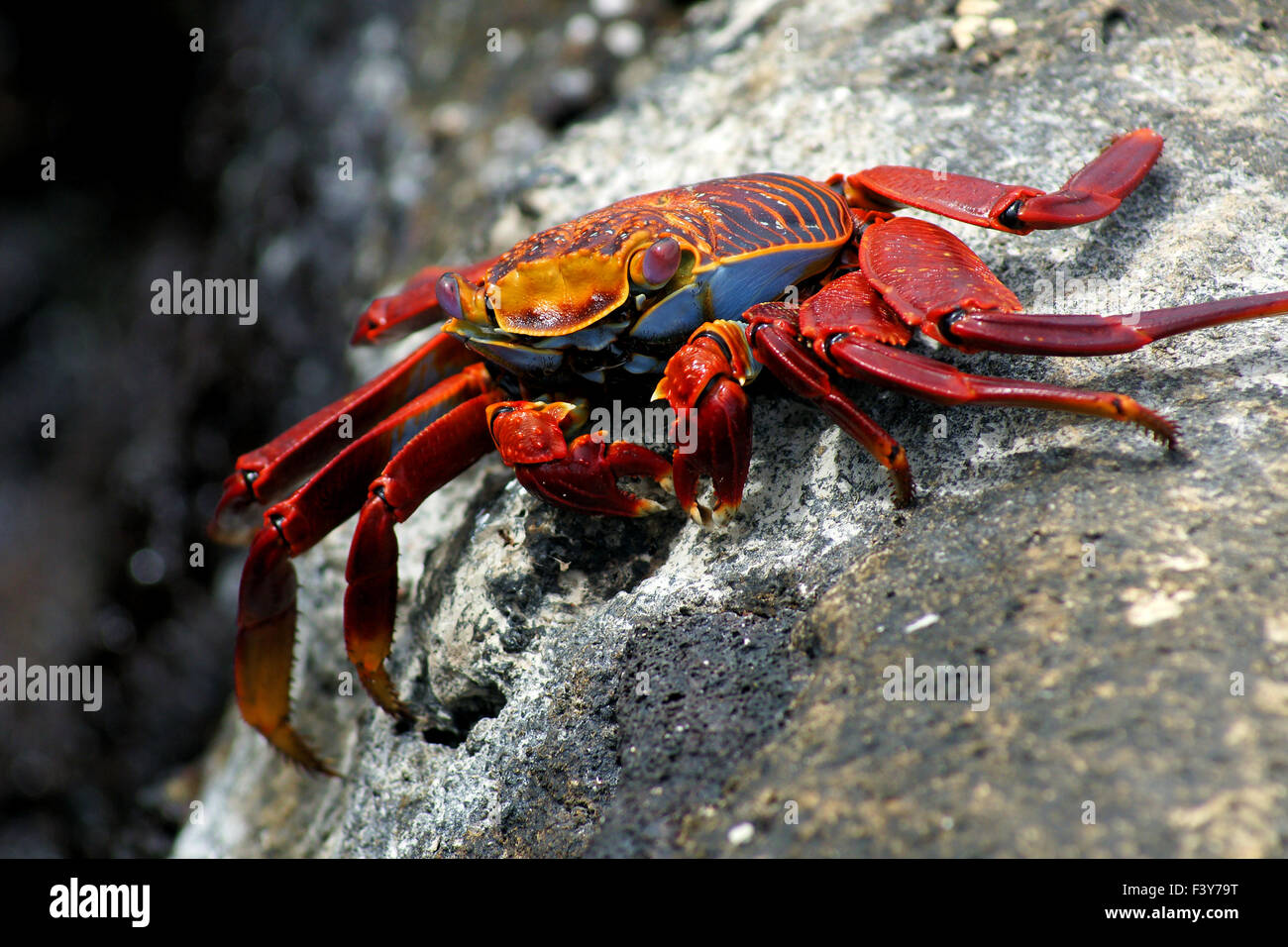 sally-lightfood-crap on a rock, Galapagos Stock Photo