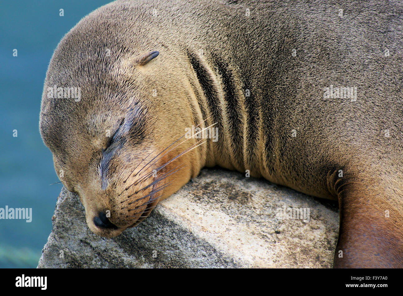 sleeping sealion, Galapagos, close-up Stock Photo