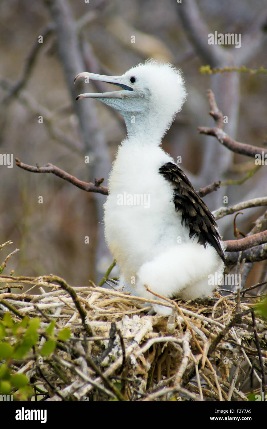 young frigate-bird in its nest, Galapagos Stock Photo