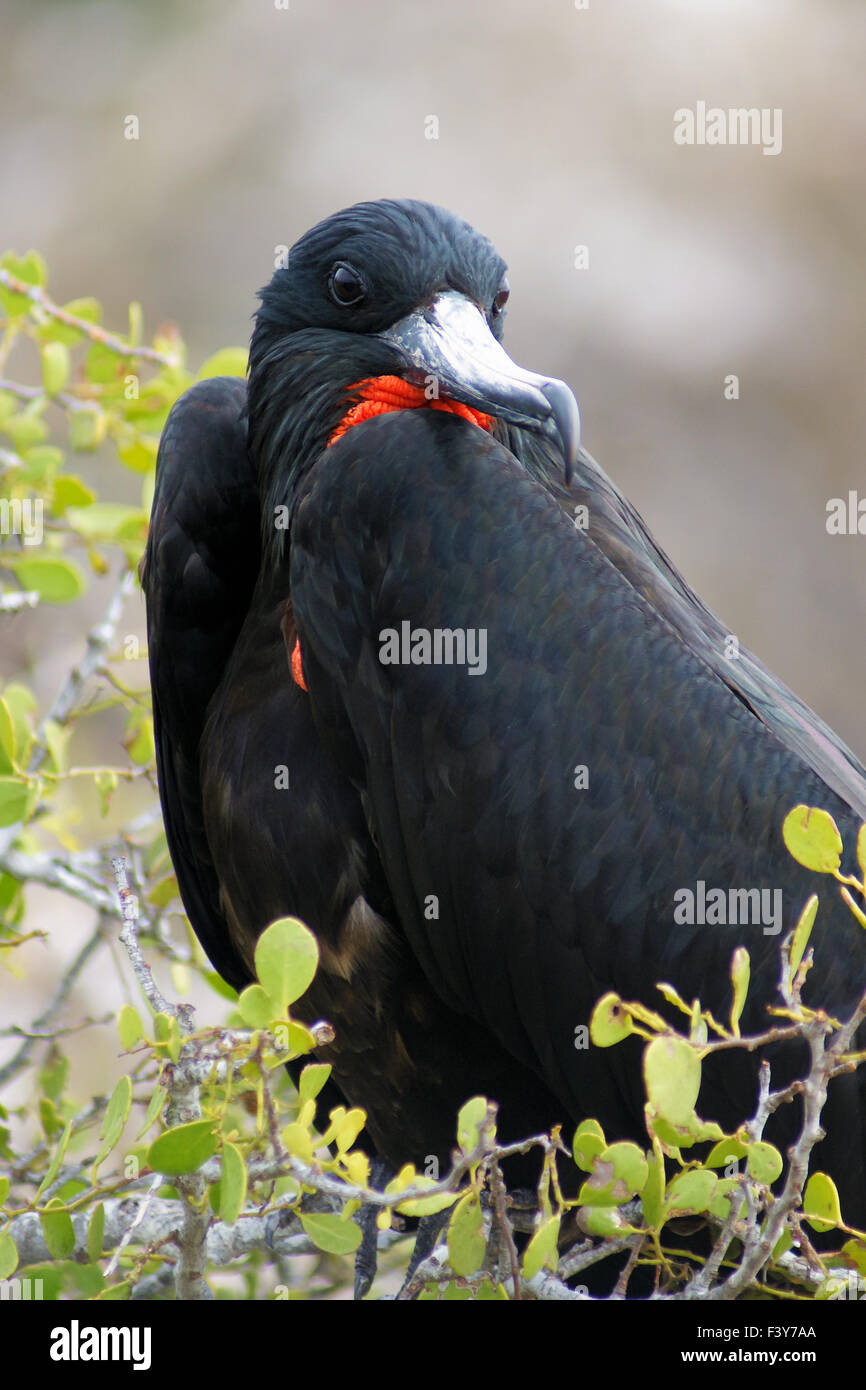 male frigatebird in its nest, Galapagos Stock Photo
